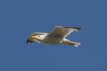 Gaviota de Cortés o de patas amarillas. Larus livens. 