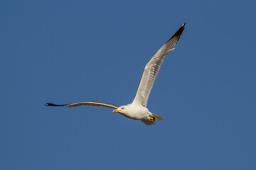 Gaviota de Cortés o de patas amarillas. Larus livens. 