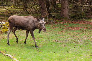 The moose (in North America) or elk