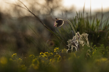 wild Pulsatilla pratensis (Anemone pratensis) the small pasque flowerin the sunrise