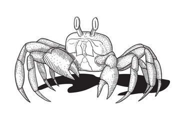 Crab on a beach in the sand. Realistic engraving crab. Graphic sketches of crustacean animal.