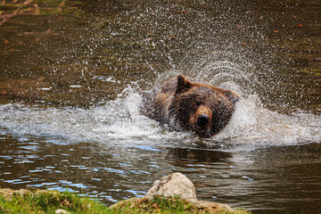 male brown bear (Ursus arctos) it takes the water out of your head