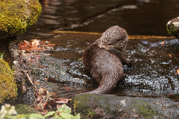 Eurasian otters (Lutra lutra) in a small stream