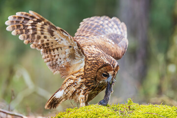 male tawny owl (Strix aluco) with a mouse
