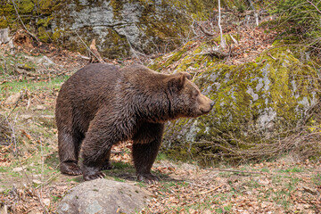 male brown bear (Ursus arctos) sniffs against the wind