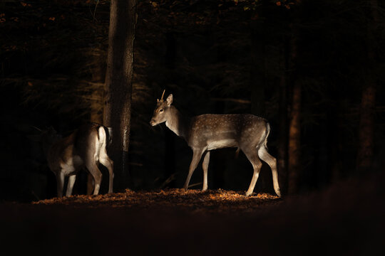 Fallow deer during rutting time. Spotted deer in the forest. European nature. 