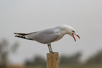 Gaviota de Audouin, Ichthyaetus audouinii sobre un poste.