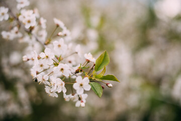 Cherry tree branch in flowers in spring. Cherry flowers close up