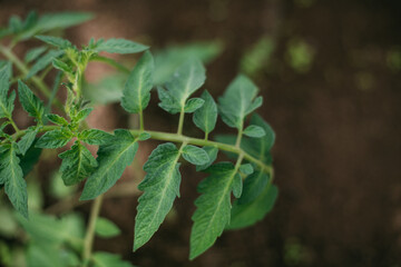 A young tomato bush grows in a greenhouse in spring. Seasonal seedling. Green leaves of a small tomato in the garden.