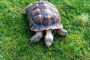 A turtle eats grass , close-up