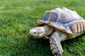 A turtle eats grass , close-up