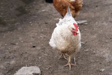 hen in the village, the full body of the hen, use for farm animals and livestock theme