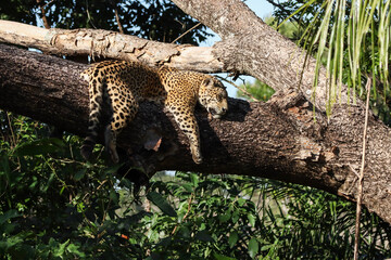 Female jaguar resting on the tree © Lucas Morgado