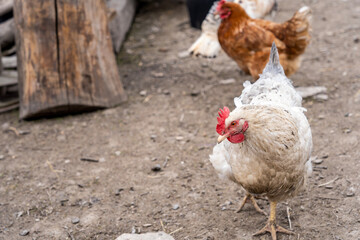 hen in the village, the full body of the hen, use for farm animals and livestock theme