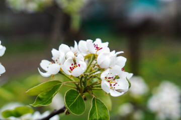 Cherry blossoms, white flowers, spring background. Selective focus.