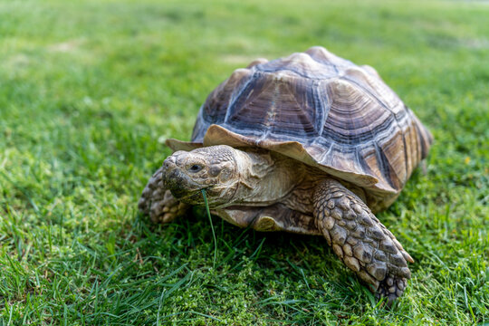 A turtle eats grass , close-up