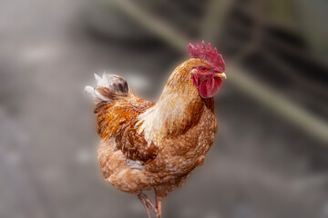 full body brown hen, uses for farm animals and livestock theme