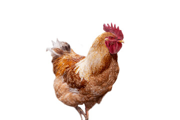 full body brown chicken, chicken standing isolated white background use for farm animals and livestock theme