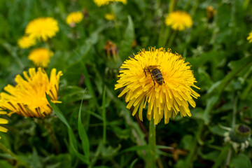 a bee collects nectar on a dandelion. bee sitting on a dandelion close-up.