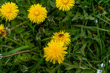 Yellow dandelions on a sunny spring day. season. background
