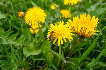 a bee collects nectar on a dandelion. bee sitting on a dandelion close-up.
