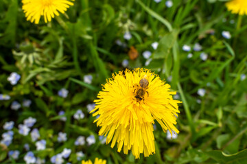 a bee collects nectar on a dandelion. bee sitting on a dandelion close-up.