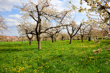 Fototapeta premium Blühende Kirschbäume