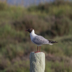 Gaviota reidora sobre un poste.