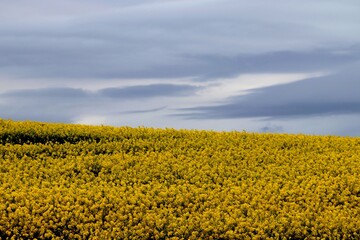Field of yellow flowers with a dark moody sky