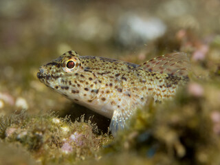 Gobius bucchichi