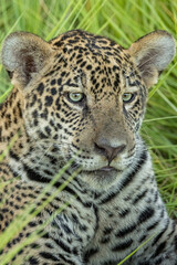 close up portrait of a jaguar's cub