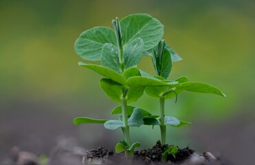 Fresh green pea seedling growing in home organic farm from soil in flower bed.