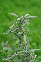 Medicinal sage is an herb and a spice in one, it benefits the healthy functioning of the respiratory tract, natural defenses and the normal digestive process.