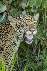Fototapeta na wymiar jaguar's female cub