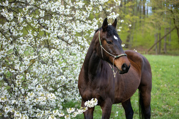 Braunes Pferd vor Kirschblüten
