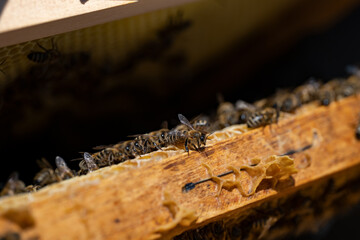 Macro closeup of bees on honeycomb in apiary
