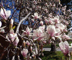 Blooming magnolia flowers on branches © Lucy 