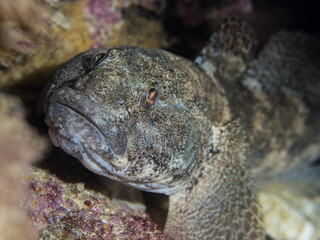 Gobio de roca, Gobius cobitis