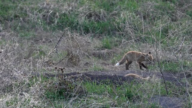 Baby Red Foxes explore and run around outside of their den in a field during spring in Utah.