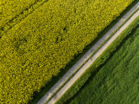 Vue a&eacute;rienne sur des champs de colza s&eacute;par&eacute;s par un chemin. Agriculture et environnement