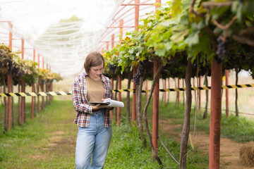 White farmer woman looking at chart in hand to record quality of grape in industrial level for good productivity. Vineyard plant in country.