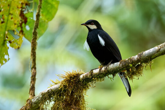 Black Solitaire (Entomodestes coracinus) perching on branch, Ecuador