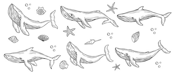 Set of sketches of marine mammals whales, starfish, shells.Vector graphics.