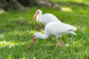 image of ibis bird outdoor. ibis bird. ibis bird in wildlife. ibis bird in nature