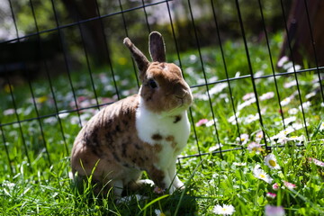 rabbit in the garden © Karol