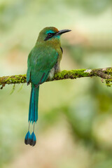 Keel-billed Motmot (Electron carinatum) perching on branch, Costa Rica