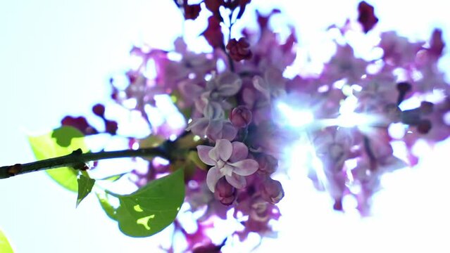 Lilac flowers bunch background.  Fresh purple or violet, lilac spring flowers  