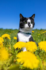 A black and white cat sits in a field of dandelions against a blue sky.
