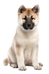 akita puppy isolated on a transparent background, generative ai