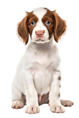 brittany puppy isolated on a transparent background, generative ai